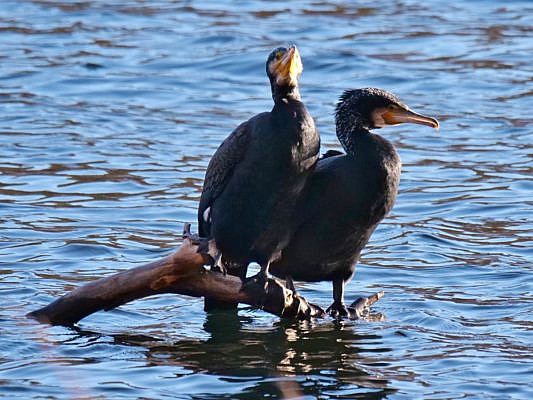 Zwei nah beieinander sitzende Kormorane auf einem Ast im See