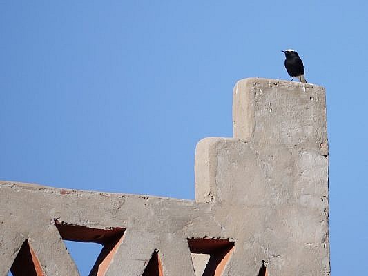 Der schwarz-weiße Steinschmätzer steht auf einer Außenmauer