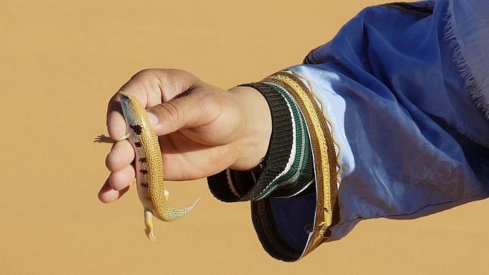 Sandfisch in er Hand eines Marokkaners