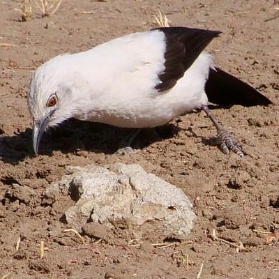 Ein schwarz-weißer Vogel am Boden