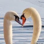 Männlicher und weiblicher Schwan berühren sich fast mit den Schnäbeln, aus den nach dem Eintauchen des Kopfes Wasser tropft.