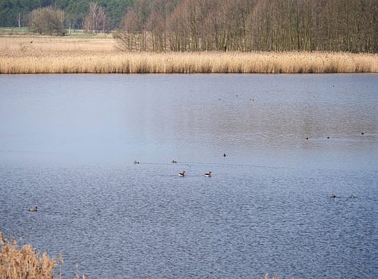 Ein schilfbestandener See mit Wasservögeln und am Ufer auch Bäume 