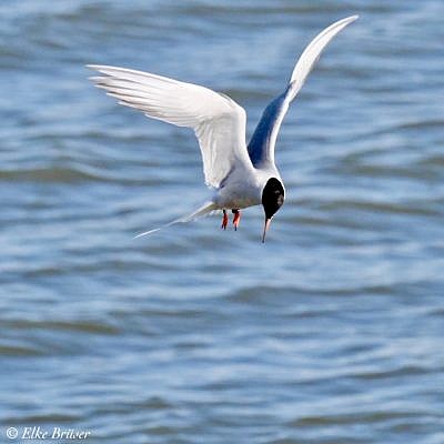 Zum Brüten ins Wattenmeer