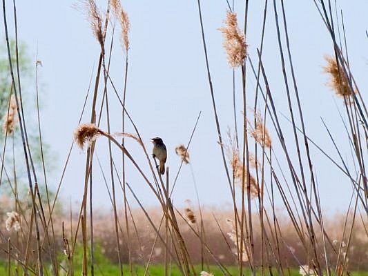 Kleiner Vogel mit geöffnetem Schnabel sitzt auf einem Schilfhalm und singt.