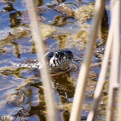 Leibspeise: Frosch und Kröte