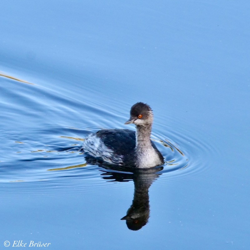 Kleiner schwarz-grauer Vogel schwimmt auf bleuchtend blauem Wasser.