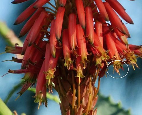Rund 20 rote Einzelblüten einer Aloepflanze, wobei die Staubblätter und Griffel sichtbar sind.