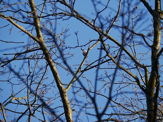 Kleiner Vogel hoch oben im Baum vor blauem Himmel.