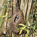 In einem hängenden, bräunlichen Nest mit lukenförmiger Öffnung sitzt eine Meise. Nur der schwarz-weiße Kopf ist sichtbar.