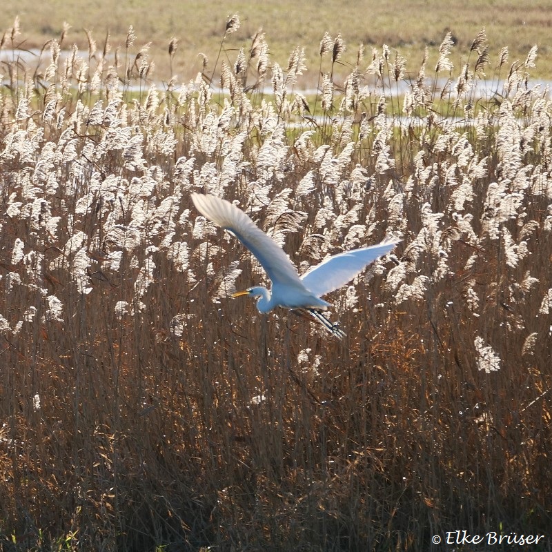 Der weiße Silberreiher fliegt vor gelb-braunem Schilf