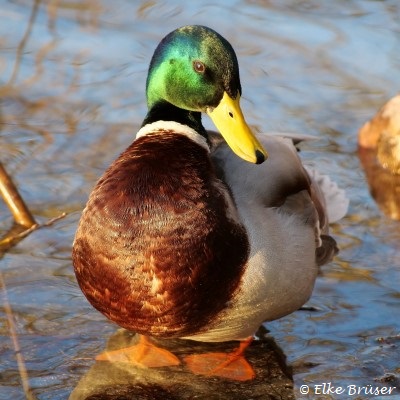 Männliche Stockente mit leuchtend grünem Kopf und gelbem Schnabel im seichten Wasser stehend.