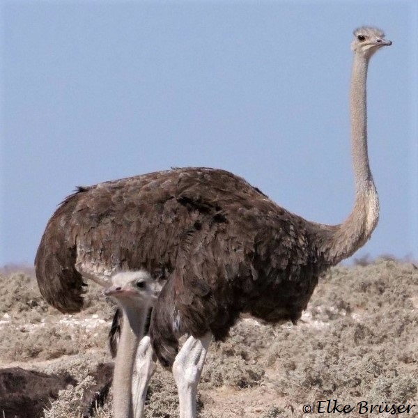 Stehender Strauß, ein Weibchen, reckt den langen Hals vor baluem Himmel