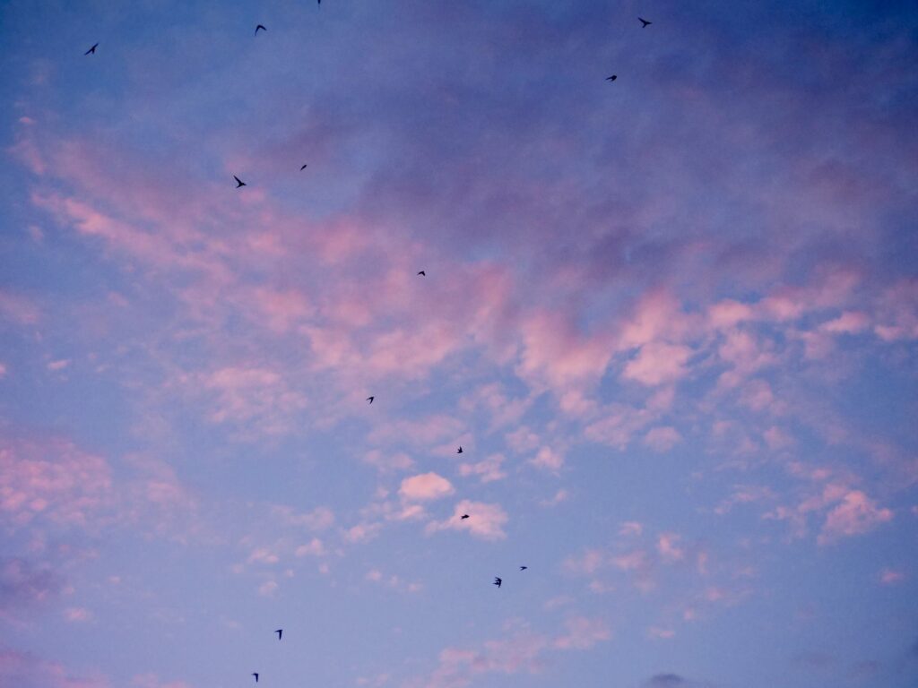 Mehr als ein Dutzend Mauersegler fliegen am Himmel mit rosa und dunkel violetten Wolken