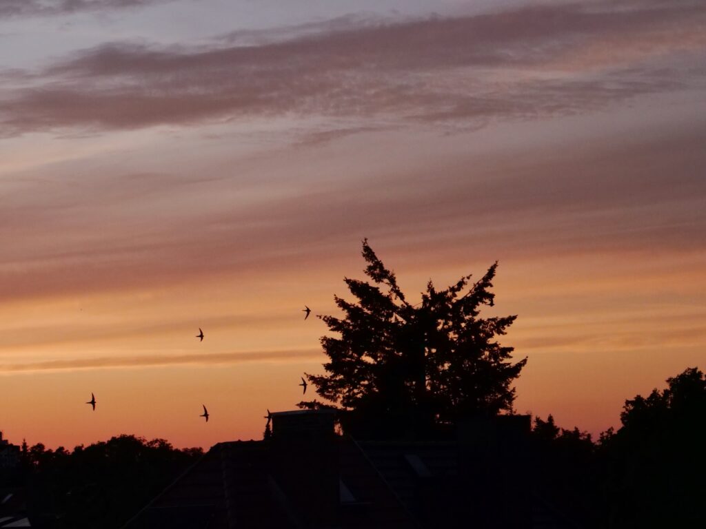 Fünf Mauersegler fliegen mit gleichem flügelschlag vor eine orange-violetten Himmel über schwarze Bäume