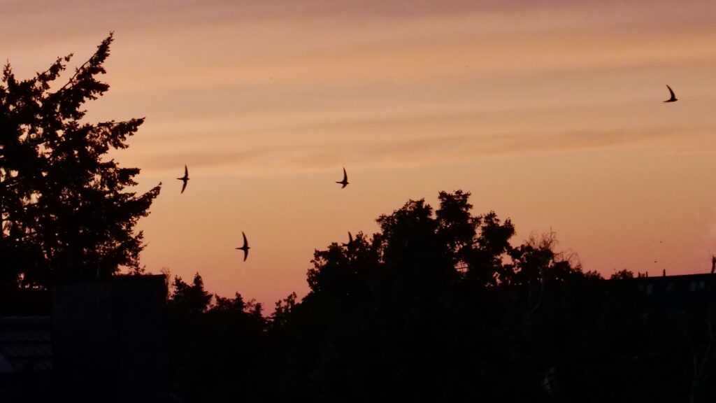 Vier dunkle Mauersegler über dunklen Bäumen am orangfarbenen Himmel