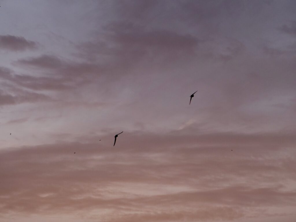 Zwei Mauersegler am oliv-violttem Himmel fleigend