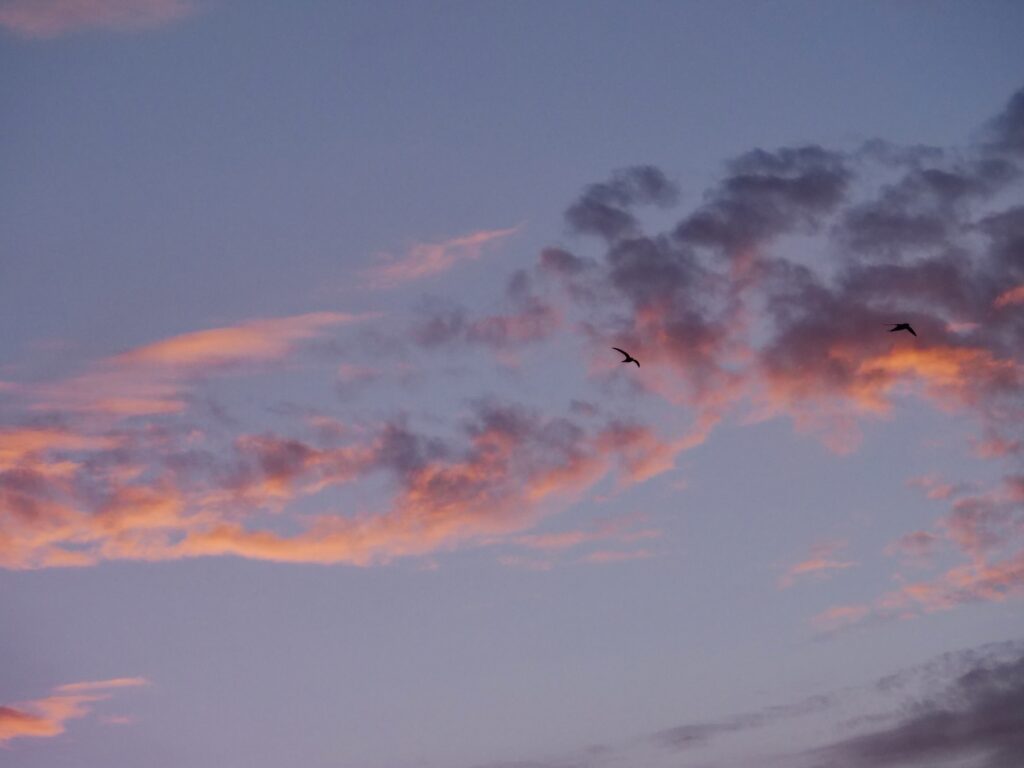 Zwei Mauersegler unter roas-violetten Wolken fliegend 