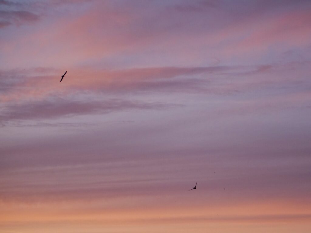 Mauersegler vor violett-orangener Kulisse am HImmel fliegend