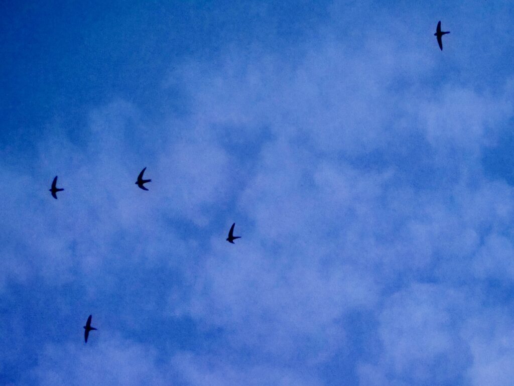 Fünf Mauersegler unter weißen Wolken am blauen Himmel fliegend