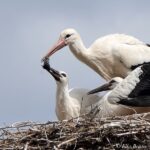 Ein erwachsener Storch hält mit der Schnabelspitze eine tot Maus fest. Von unten hält sie ein Jungvogel mit seinem Schnabel fest.