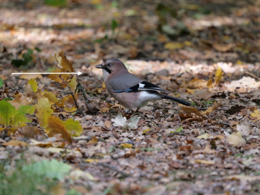Die Eichelsammler Fl gelschlag Und Leisetreter Die Eichelsammler Fl gelschlag Und Leisetreter