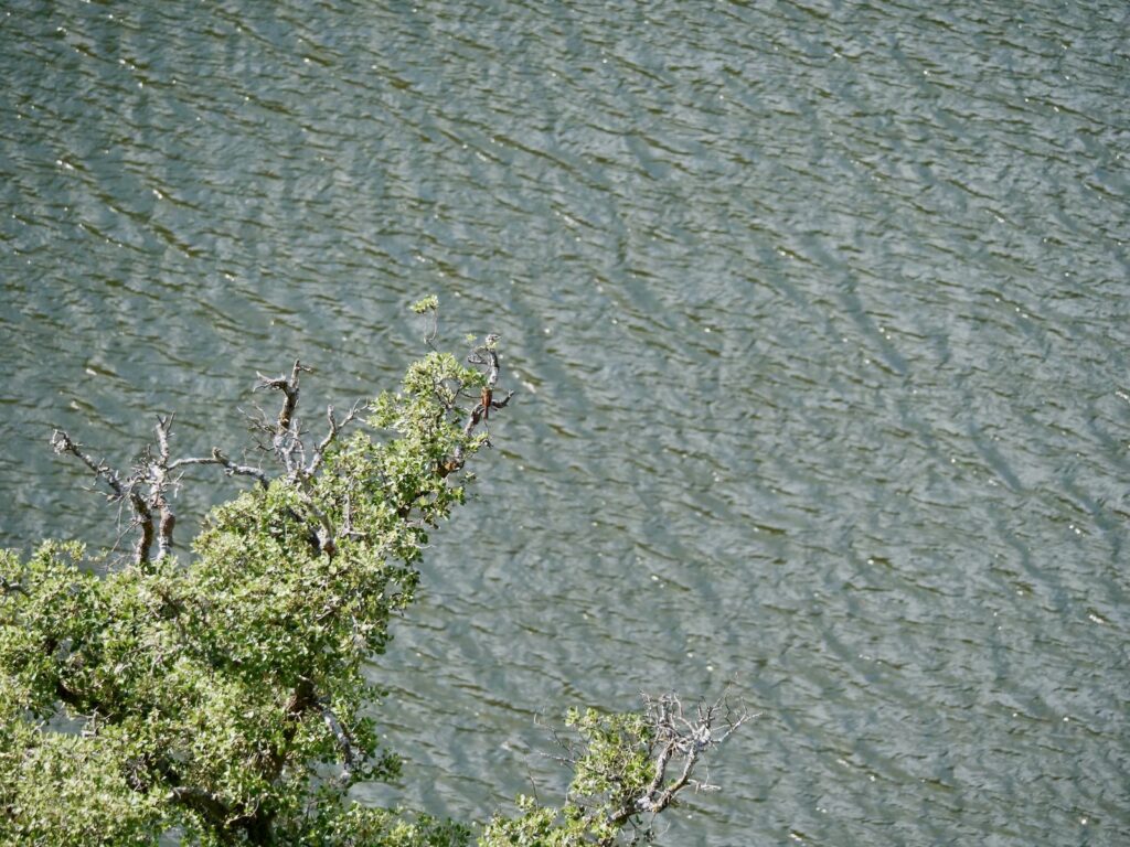 Ein grün belaubter Ast ragt über dunkles Wasser 