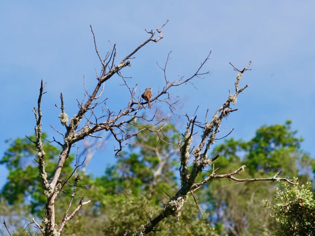 Kleiner rostbrauner Vogel hockt auf einem kahlen Ast.