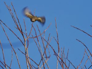 Ein kleiner fliegender Vogel über Zweigen vor blauen Himmel