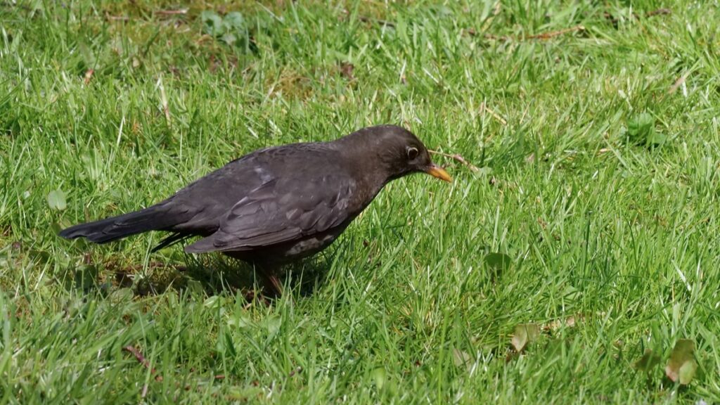 Dunkler Vogel mit vorgestrecktem Hals auf günem Rasen