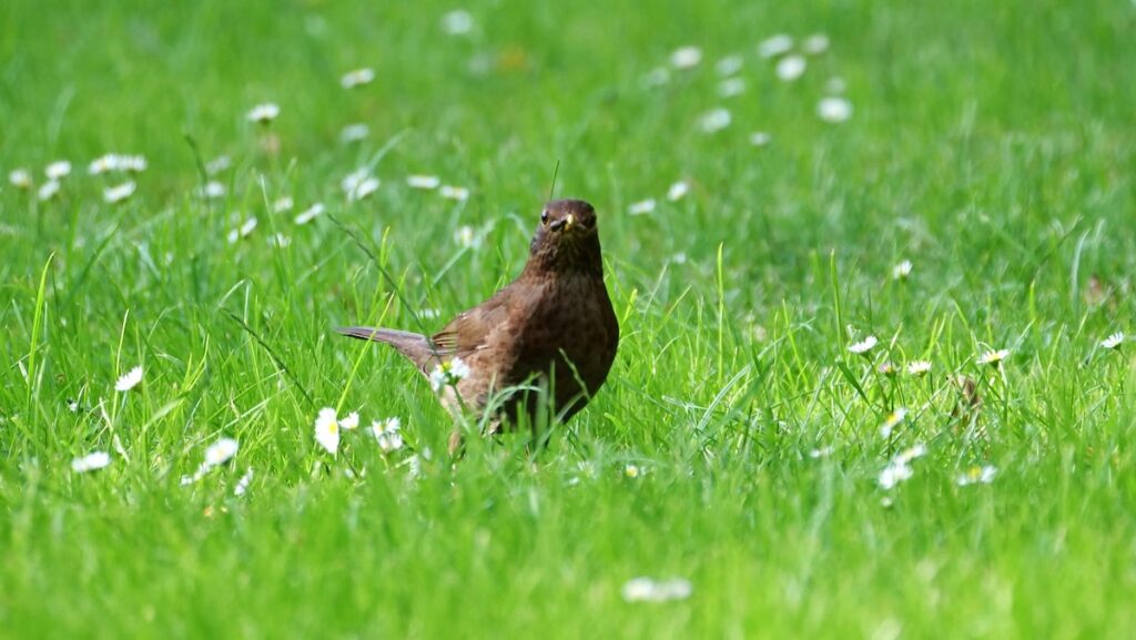 Ein dunkler Vogel auf grünem Rasen mit Gänseblümchen hat einen Engerling im Schnabel.