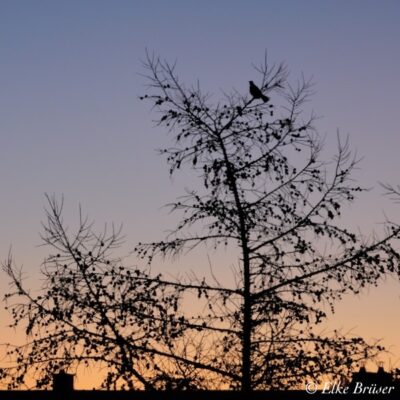 Wem die Amsel singt