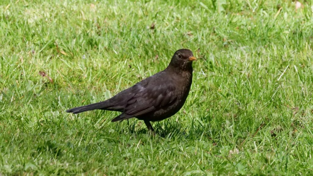 Dunkler Vogel staht auf grünem Rasen.
