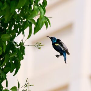 Dunkler Vogel fliegt ein dunkelgrünes Gebüsch an