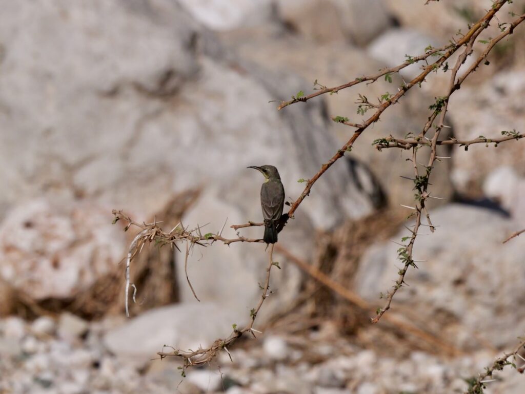 Oberseits dunkelgrauer Vogel auf dem Zweig einer Akazie.