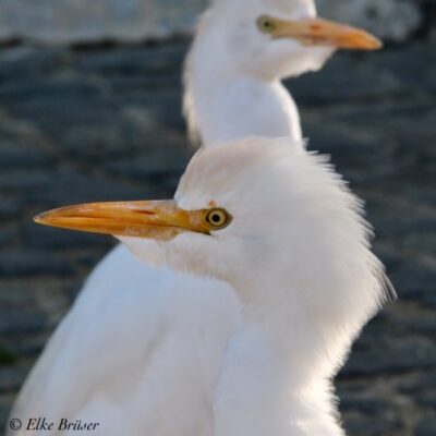 Allerliebster Vogel